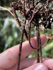 Nephrolepis exaltata