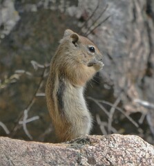 Callospermophilus lateralis