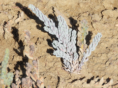 Halogeton glomeratus