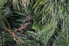 Luscinia svecica