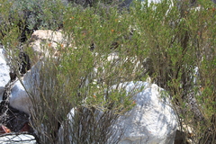 Montinia caryophyllacea