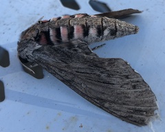 Agrius convolvuli