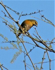Euphonia chlorotica