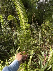 Nephrolepis exaltata