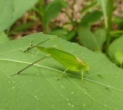Amblycorypha oblongifolia