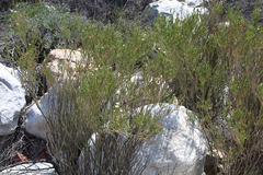 Montinia caryophyllacea