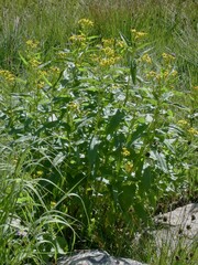 Senecio triangularis