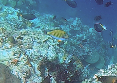 Acanthurus lineatus