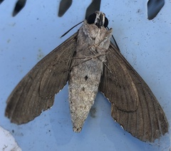 Agrius convolvuli