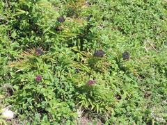 Sambucus ebulus