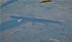 Oncorhynchus clarkii