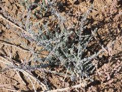Halogeton glomeratus