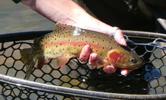 Oncorhynchus clarkii