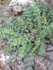 Sanguisorba minor