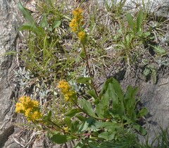 Solidago simplex