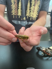 Melanoplini