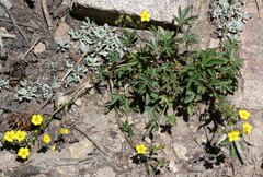 Potentilla gracilis