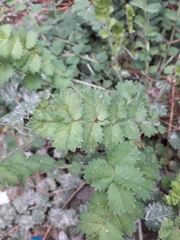 Sanguisorba minor
