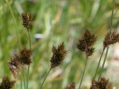 Carex nigricans