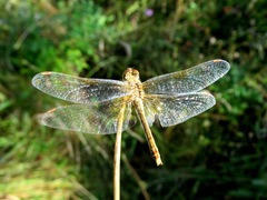 Sympetrum flaveolum