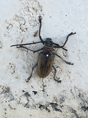 Batocera rufomaculata