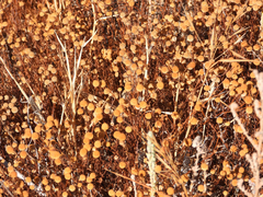 Oncosiphon pilulifer