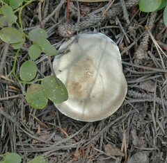Agaricus sylvicola