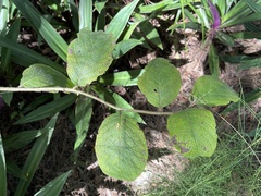 Heliotropium verdcourtii