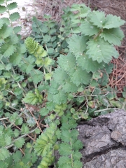 Sanguisorba minor