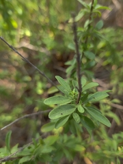 Salvia mellifera