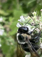 Xylocopa virginica virginica