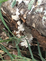 Gloeoporus dichrous