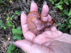 Ganoderma curtisii