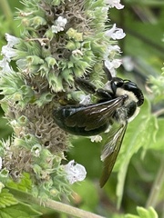Xylocopa virginica virginica