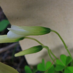 Oxalis lanata