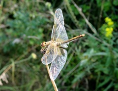 Sympetrum flaveolum