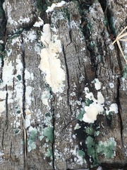 Gloeoporus dichrous