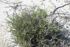 Helichrysum asperum