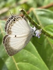 Oboronia punctatus