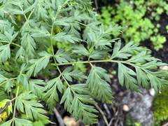 Ligusticum porteri