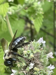 Xylocopa virginica virginica