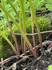 Ligusticum porteri