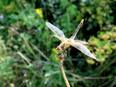Sympetrum flaveolum