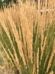 Calamagrostis