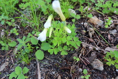 Oxalis lanata