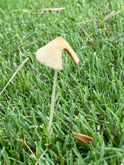 Conocybe apala