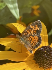 Phyciodes tharos