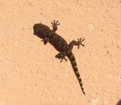 Tarentola mauritanica