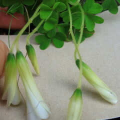 Oxalis lanata