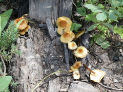 Kuehneromyces mutabilis